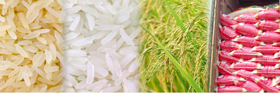 Raw rice white Exporter